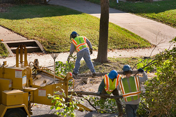 Best Fruit Tree Pruning  in Muncie, IN